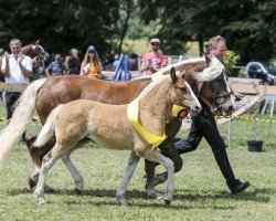 Pferd Feine Fidelia (Schwarzwälder Kaltblut, 2023, von Fritz)