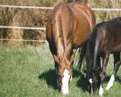 broodmare Jennefer (KWPN (Royal Dutch Sporthorse), 1996, from Burggraaf)