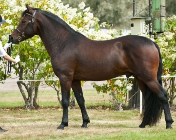 horse Vernons Vision 43 NF (New Forest Pony, 2011, from Fijal Jupiter)