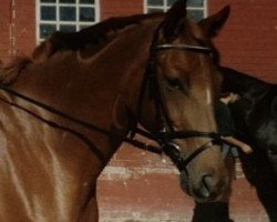 dressage horse Marjell 6 (Trakehner, 1991, from Kopernikus (ex Kontrakt))