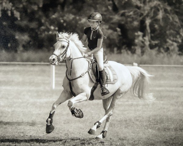 Springpferd Maori 8 (Deutsches Reitpony, 2007, von Merlin)