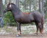 Deckhengst Park's Talent (New-Forest-Pony, 1993, von Park's Taron)