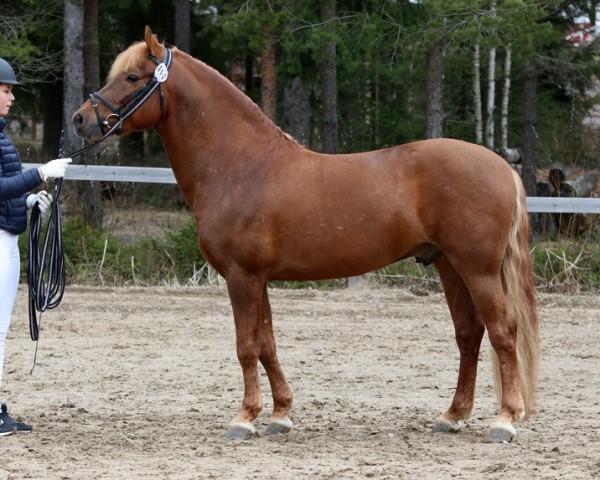 horse Wind in the Willows 49 NF (New Forest Pony, 2013, from Hollybrooke Rambler)