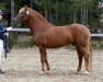 Pferd Wind in the Willows 49 NF (New-Forest-Pony, 2013, von Hollybrooke Rambler)