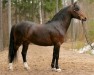 Pferd Stackarps Pioneer 31 NF (New-Forest-Pony, 2003, von Rodlease Dancing Gold)