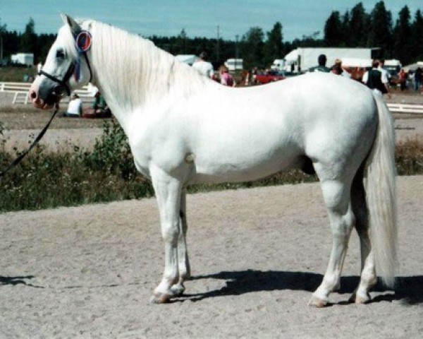 stallion Silverlea Snowstorm 12 NF (New Forest Pony, 1986, from Silverlea Spotlight)