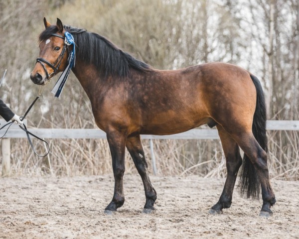 stallion Horshaka Je t'Aime 44 NF (New Forest Pony, 2012, from Burley Time Lord)