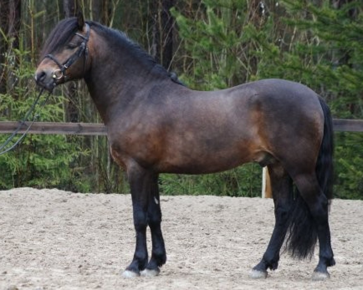 stallion Klockas Ikaros 38 NF (New Forest Pony, 2008, from Park's Tambour)