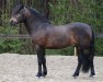 Deckhengst Klockas Ikaros 38 NF (New-Forest-Pony, 2008, von Park's Tambour 32 NF)