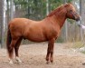 stallion Marttilan Rupert 20 NF (New Forest Pony, 1993, from Kotimäen Menuett My Life 14 NF)