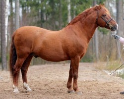 Deckhengst Marttilan Rupert 20 NF (New-Forest-Pony, 1993, von Kotimäen Menuett My Life 14 NF)