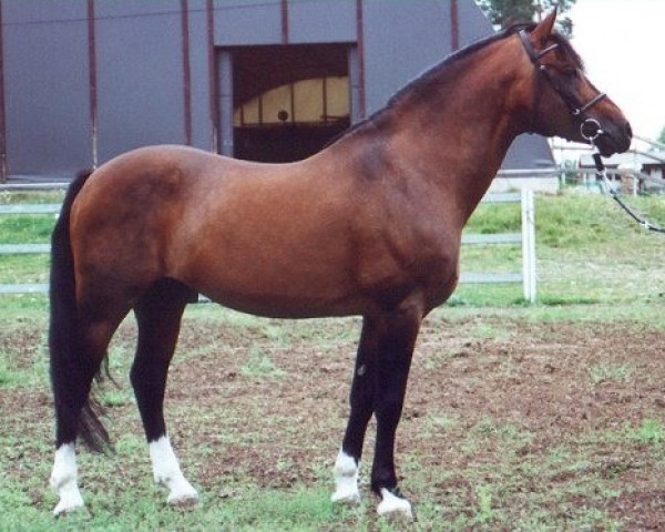 Deckhengst Ricardo Zaccardi 15 NF (New-Forest-Pony, 1988, von Ekeholms Bacardi 6 NF)