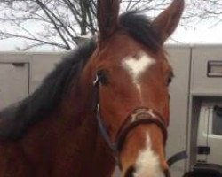 horse Scoobidoo van het Daalhof (anglo european sporthorse,  , from Saphir du Pre A Vivier)