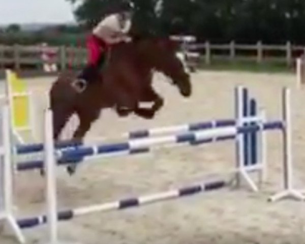 Zuchtstute Filigrana (Belgisches Warmblut, 2005, von Action-Breaker)