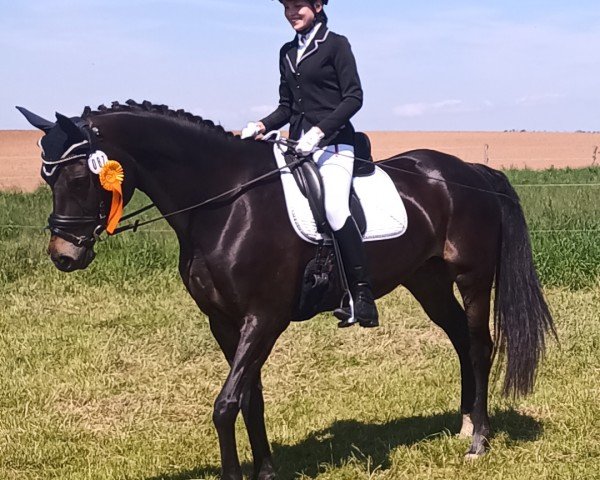 dressage horse Rubina GG (Württemberger, 2010, from Riccione)