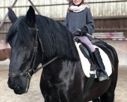 dressage horse Marilyn Umberto I di Vallenza (unknown, 2016, from Umberto II)