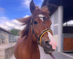 dressage horse Ilsa 3 (unknown, 2013)