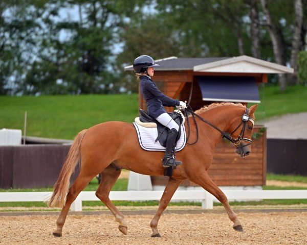 dressage horse Wildfire vom Klosterbach (German Riding Pony, 2019, from Holsteins Woodstock)