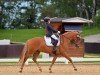 dressage horse Wildfire vom Klosterbach (German Riding Pony, 2019, from Holsteins Woodstock)