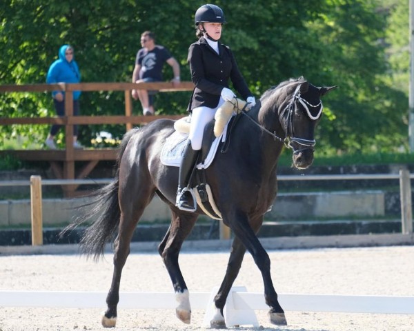 dressage horse D'espereaux (Oldenburg, 2010, from Desperados FRH)