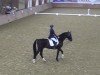 dressage horse Dantino (Westphalian, 2015, from Dante Weltino Old)