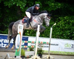 jumper Diabolo de Semilly von Whitemo (Swiss Warmblood, 2019, from Diamant de Semilly)