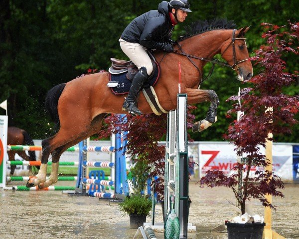 jumper SMA Talan's Centoona (Oldenburg show jumper, 2018, from Talan)