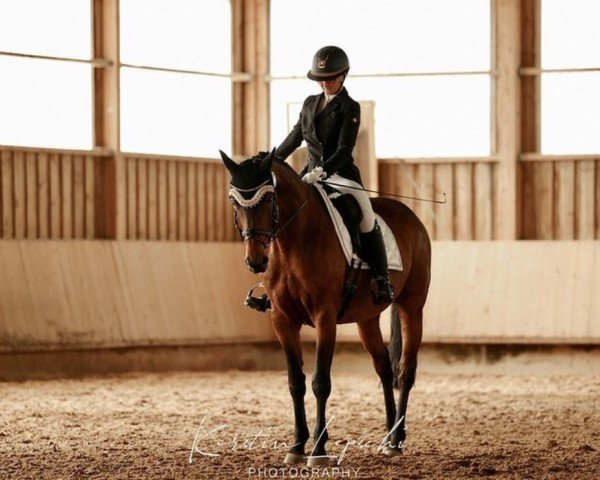 dressage horse Shedan Romano (Westphalian, 2006, from Sibirian Express)