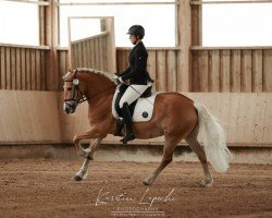 dressage horse Charisma 268 (Haflinger, 2011, from Steeger)