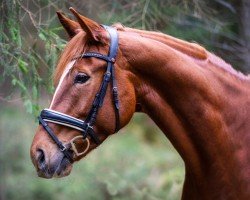 jumper Emma Empire (Oldenburg, 2014, from Earl)