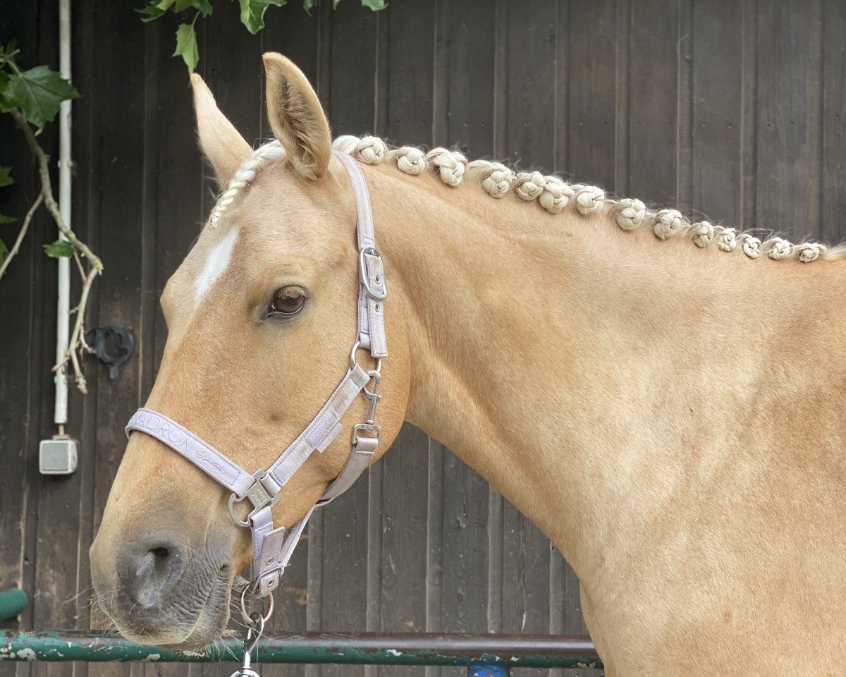 Dressurpferd Amira 257 (unbekannt, 2017)