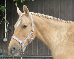 dressage horse Amira 257 (unknown, 2017)