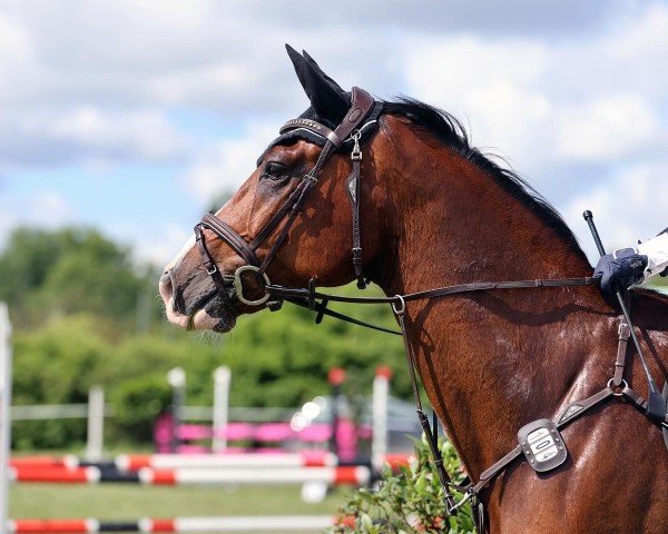 jumper Dinken's Son of Freedom (Holsteiner, 2016, from Dinken)