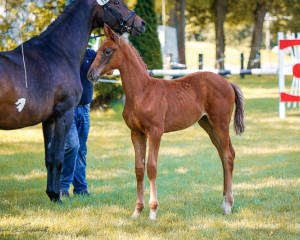 foal by Stute von Viva Vitalis / Freiherr von Stein/T. (German Sport Horse, 2024, from Viva Vitalis 2)