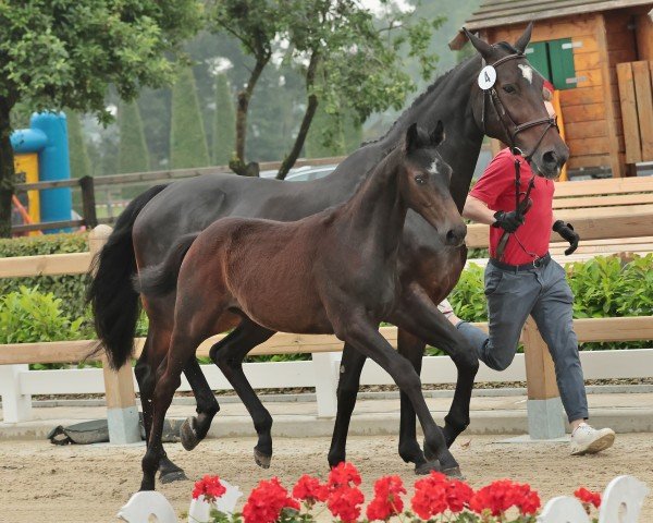 Fohlen von Tangelina for Joy (Westfale, 2024, von Tangelo's Son TZ)