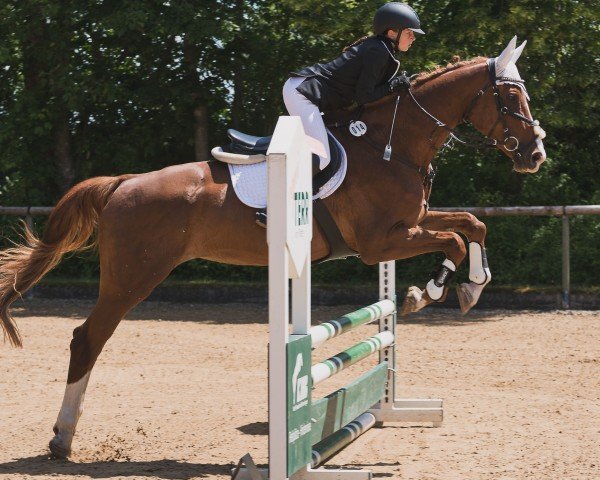 Springpferd Altana (Deutsches Sportpferd, 2017, von Lewinski)