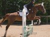 jumper Altana (German Sport Horse, 2017, from Lewinski)