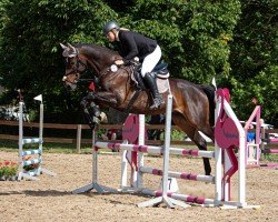 dressage horse Loxley (German Sport Horse, 2012, from Lord Fantastic)