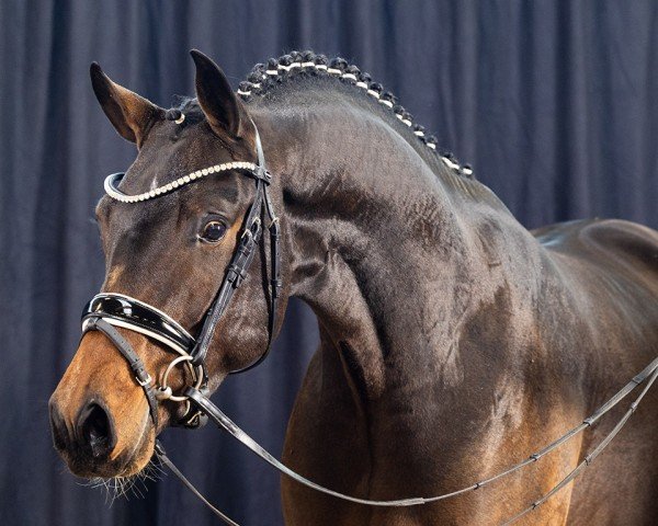 stallion Der erste Mai (German Riding Pony, 2020, from Fs Numero Uno)