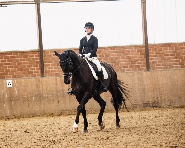 dressage horse Starbucks (Westphalian, 2011, from Sir Donnerhall I)