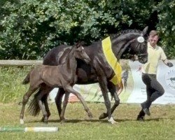 foal by Bella (Hanoverian, 2024, from Bonhoeffer)