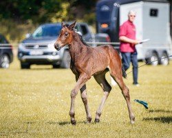 foal by Stute von Zenegro / Lesotho (German Sport Horse, 2024, from Zenegro)