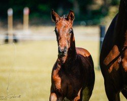 foal by Hengst von Zenegro / Contenaro (German Sport Horse, 2024, from Zenegro)