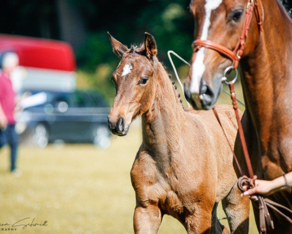 foal by Stute von Zenegro / Carpalo (German Sport Horse, 2024, from Zenegro)