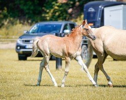 Fohlen von Stute von Del Piero / Sir Charles (Deutsches Reitpony, 2024, von Del Piero 25)