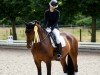 dressage horse Blueberry Muffin 3 (Hanoverian, 2016, from Borsalino)