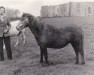 Zuchtstute Brockwell Bertha (Welsh Pony (Sek.B), 1962, von Brockwell Cobweb)