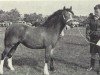 broodmare Criban Glory Be (Welsh mountain pony (SEK.A), 1963, from Criban Pep)