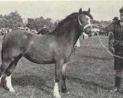 broodmare Criban Glory Be (Welsh mountain pony (SEK.A), 1963, from Criban Pep)