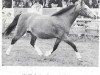 Zuchtstute Criban Fay (Welsh Mountain Pony (Sek.A), 1957, von Gredington Ianto)